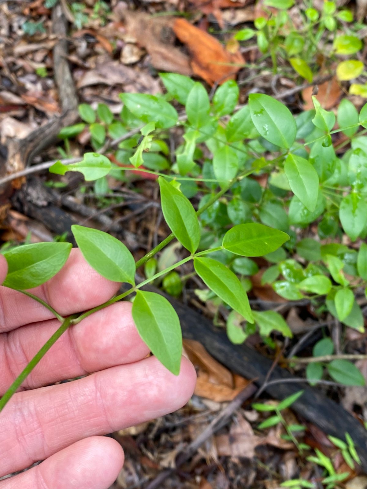Bower vine