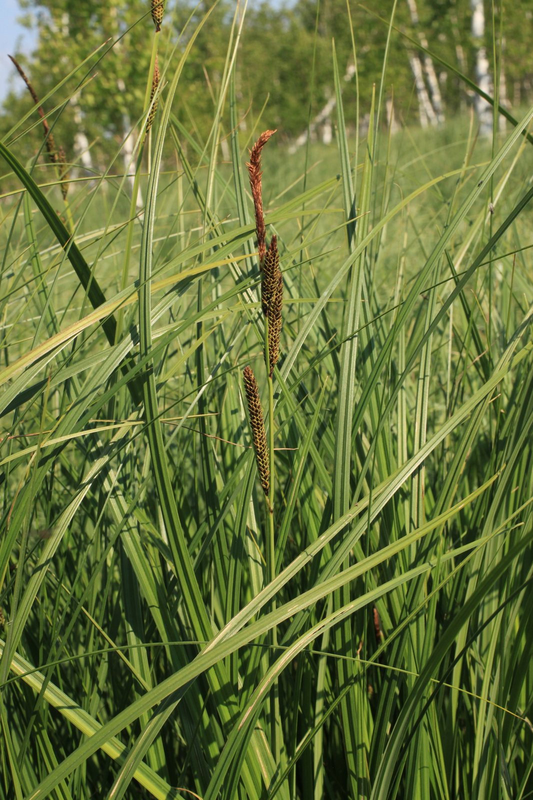 Bowles' golden sedge