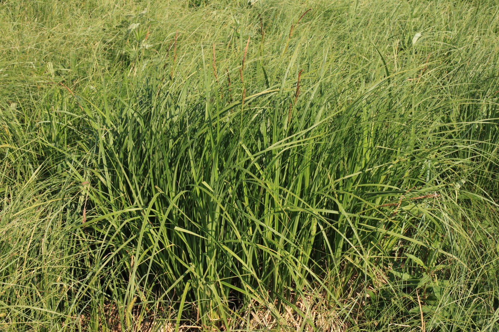 Bowles' golden sedge