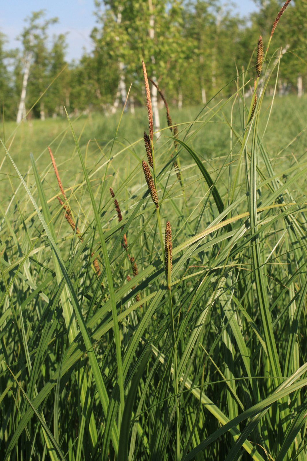 Bowles' golden sedge