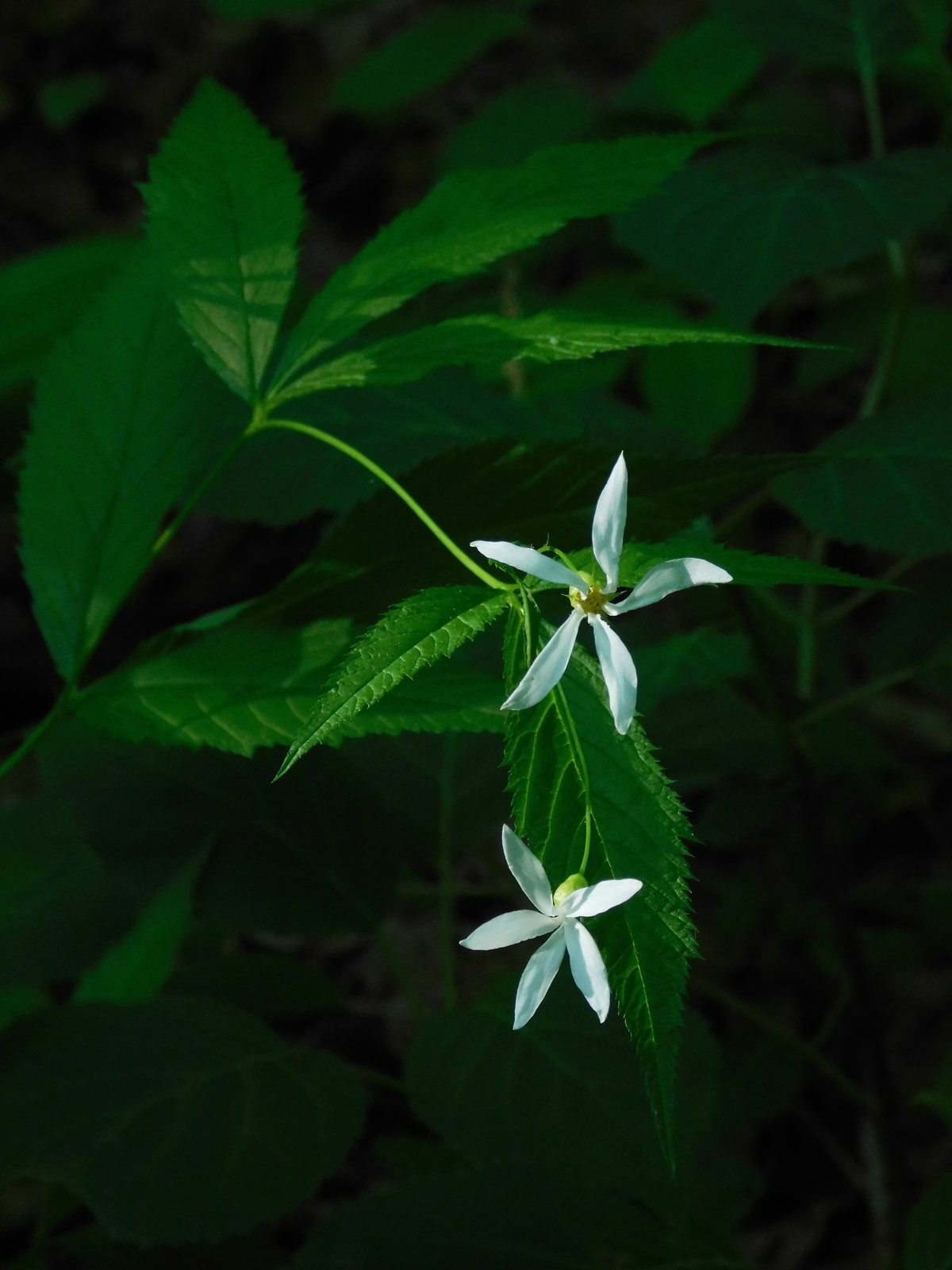 Bowman's root