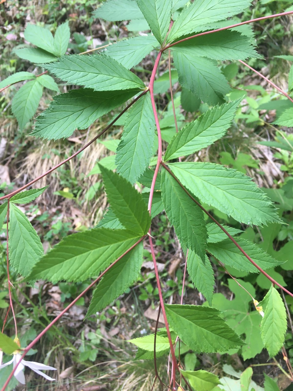 Bowman's root