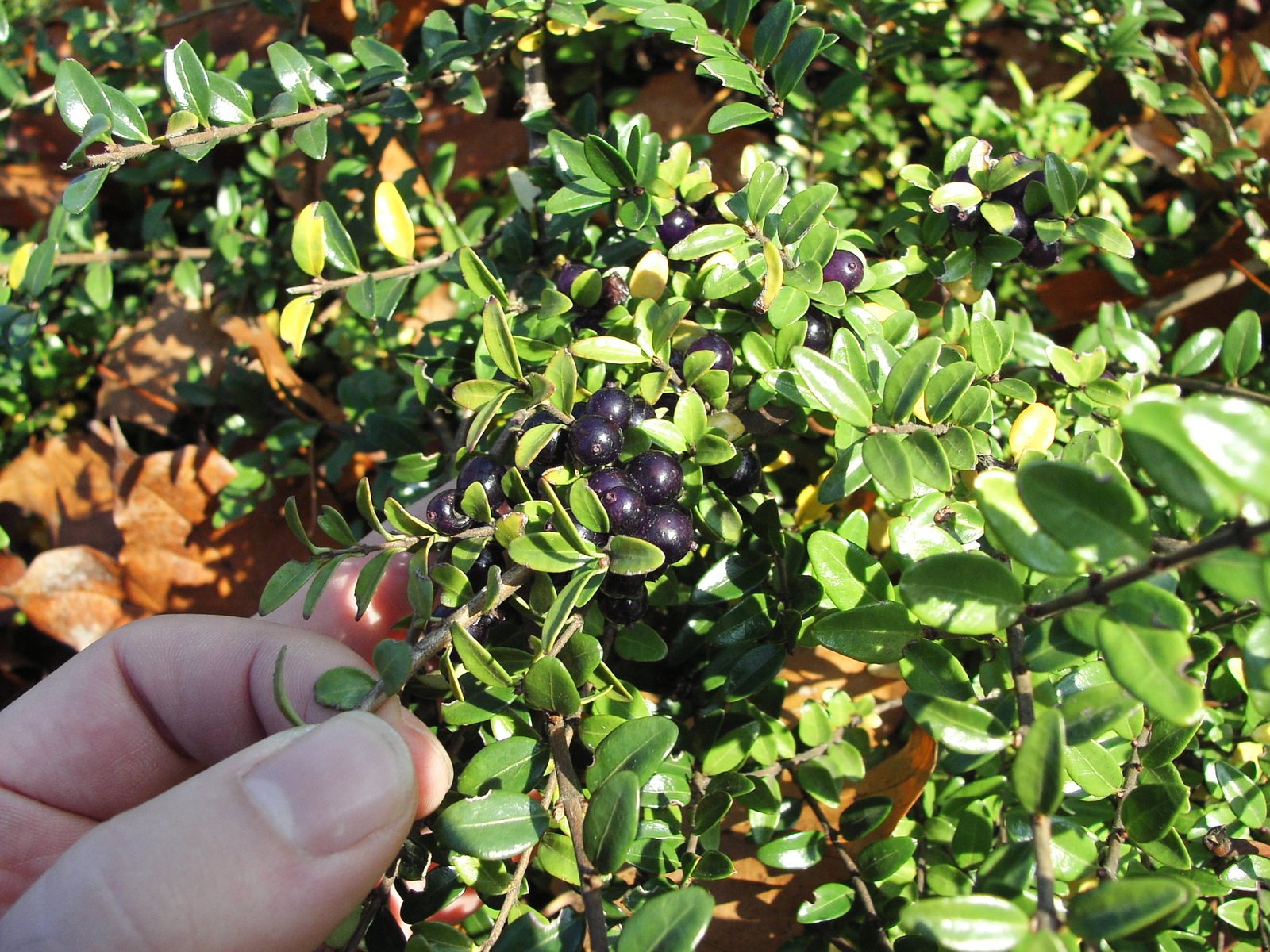 Box honeysuckle 'Baggesen's Gold'