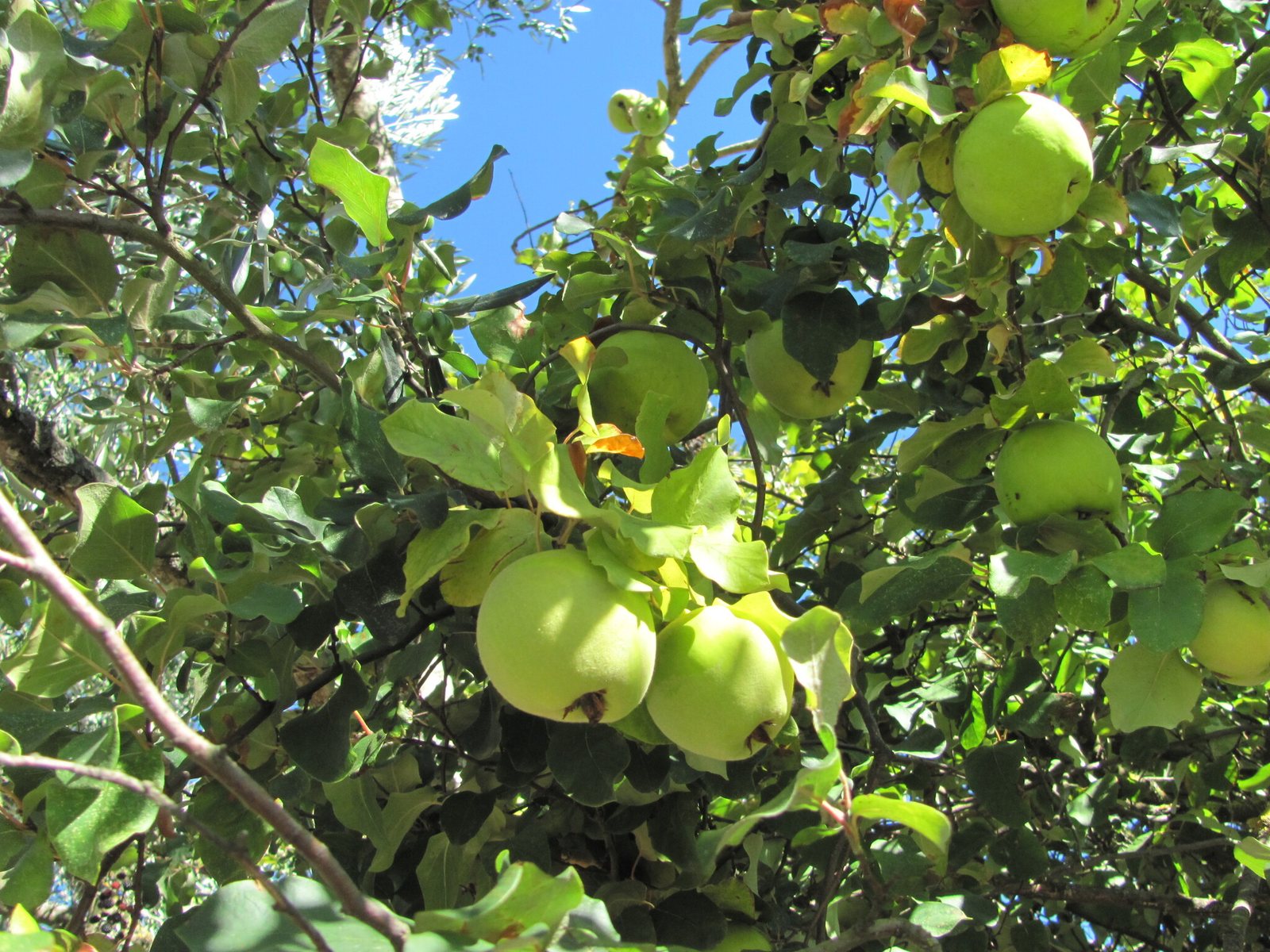 Bramley apple