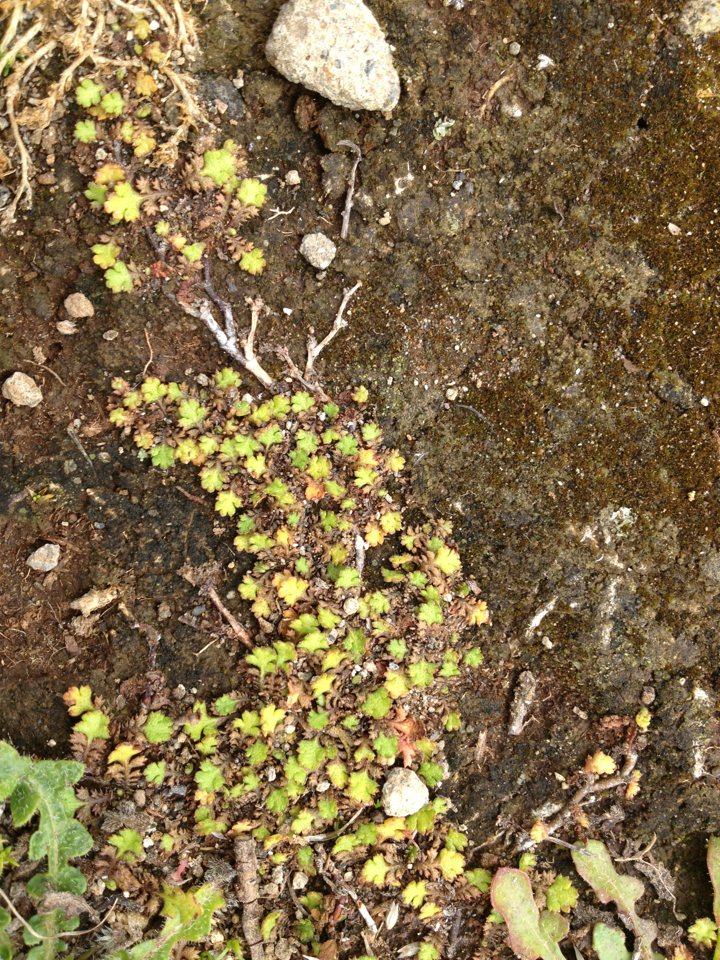 Brass buttons