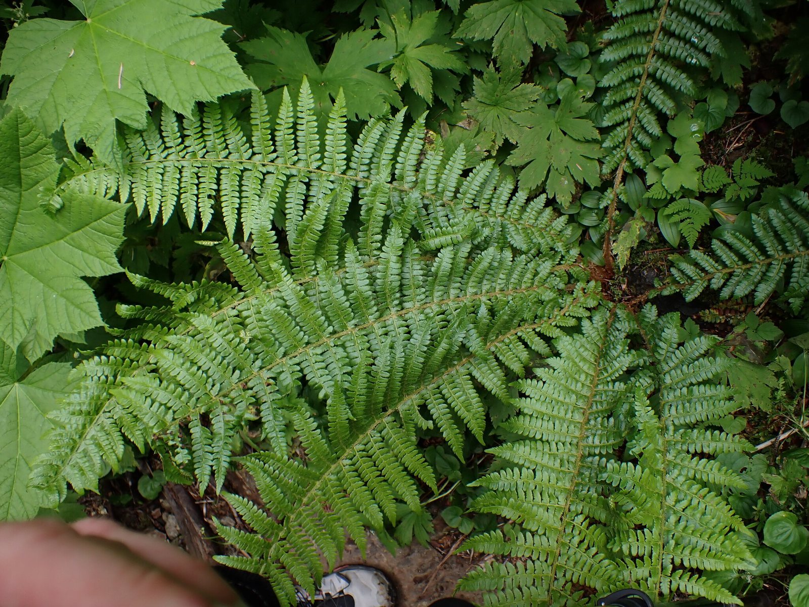 Braun's holly fern