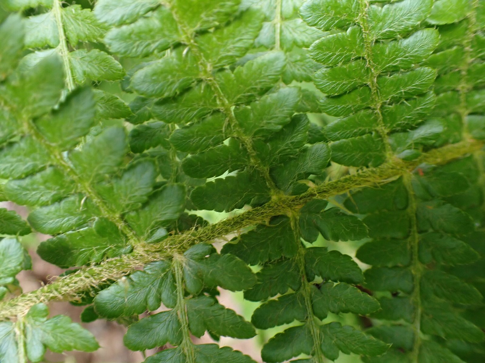 Braun's holly fern