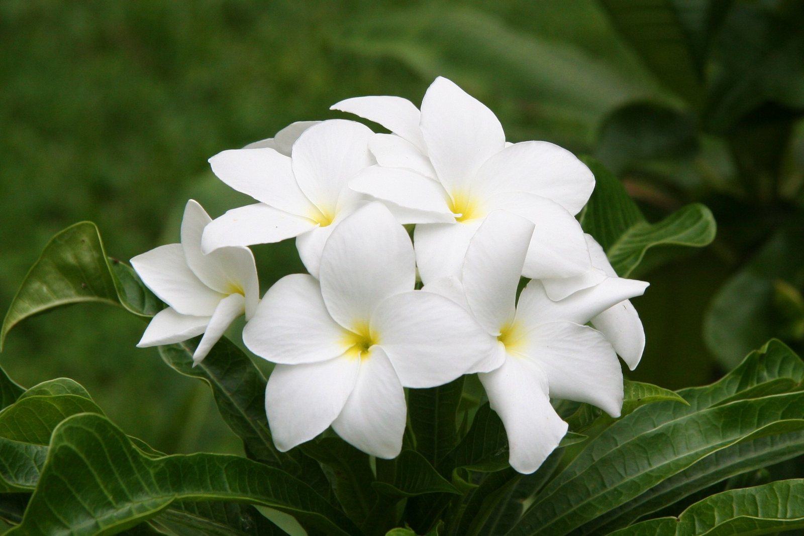 Bridal bouquet frangipani