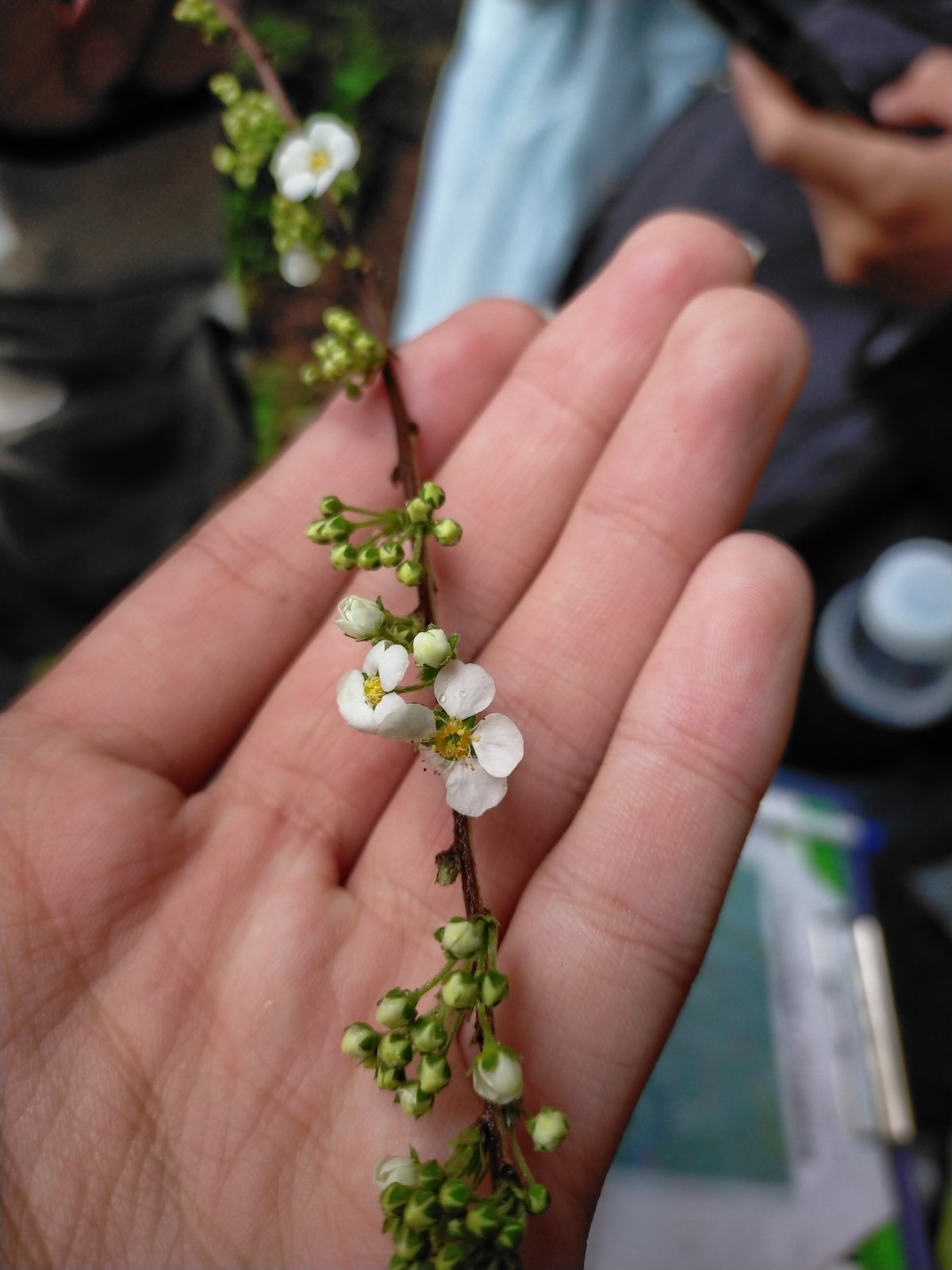 Bridal wreath spirea