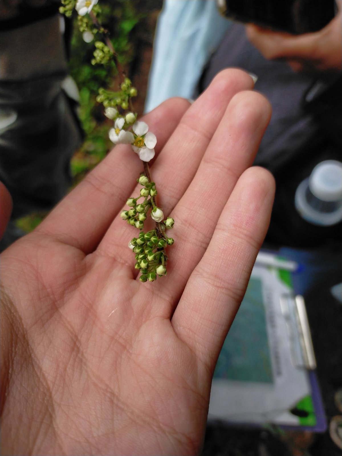 Bridal wreath spirea