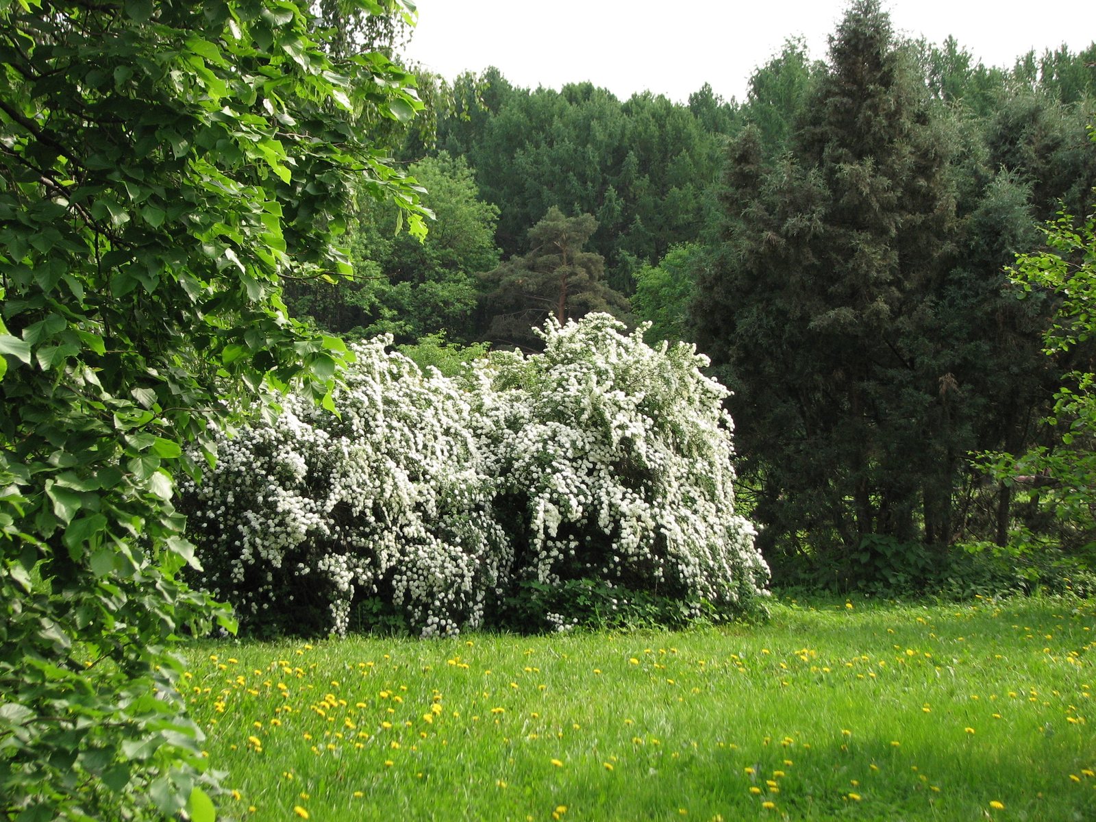Bridal wreath spirea
