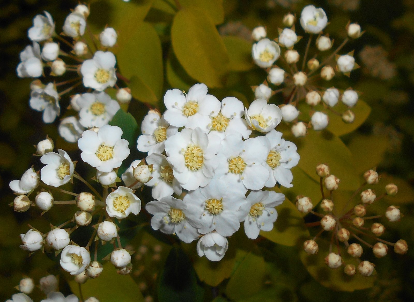 Bridal wreath spirea