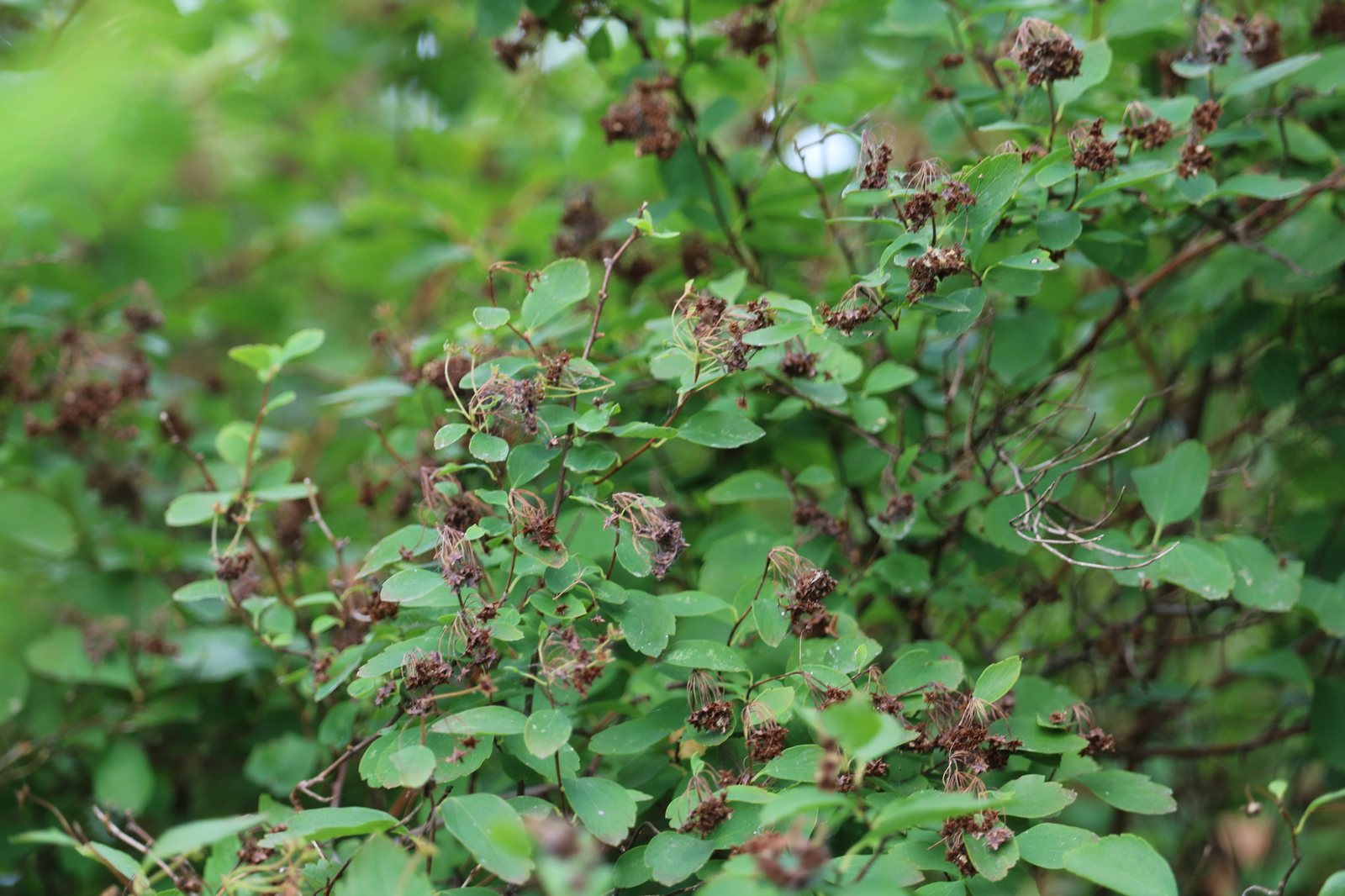Bridal wreath spirea