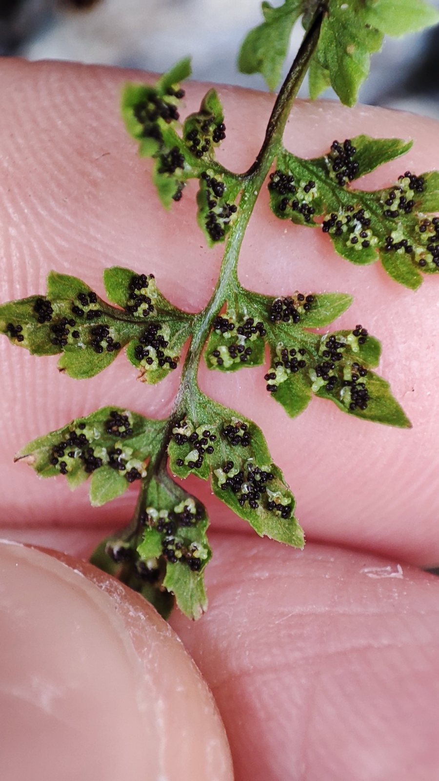 Brittle bladder fern