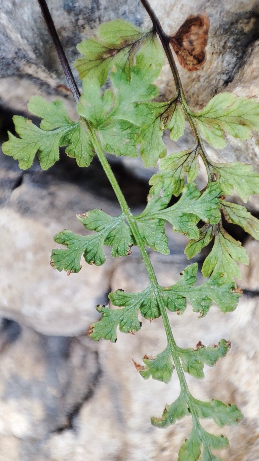 Brittle bladder fern