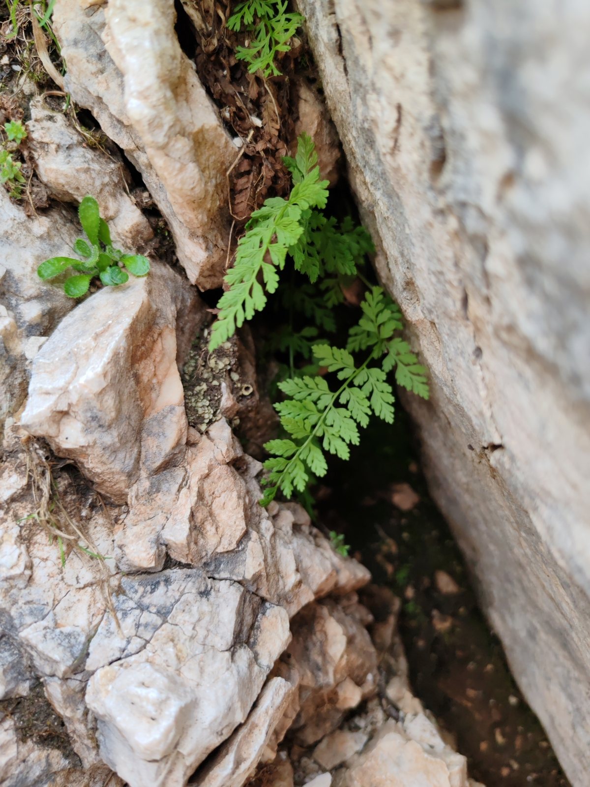 Brittle bladder fern