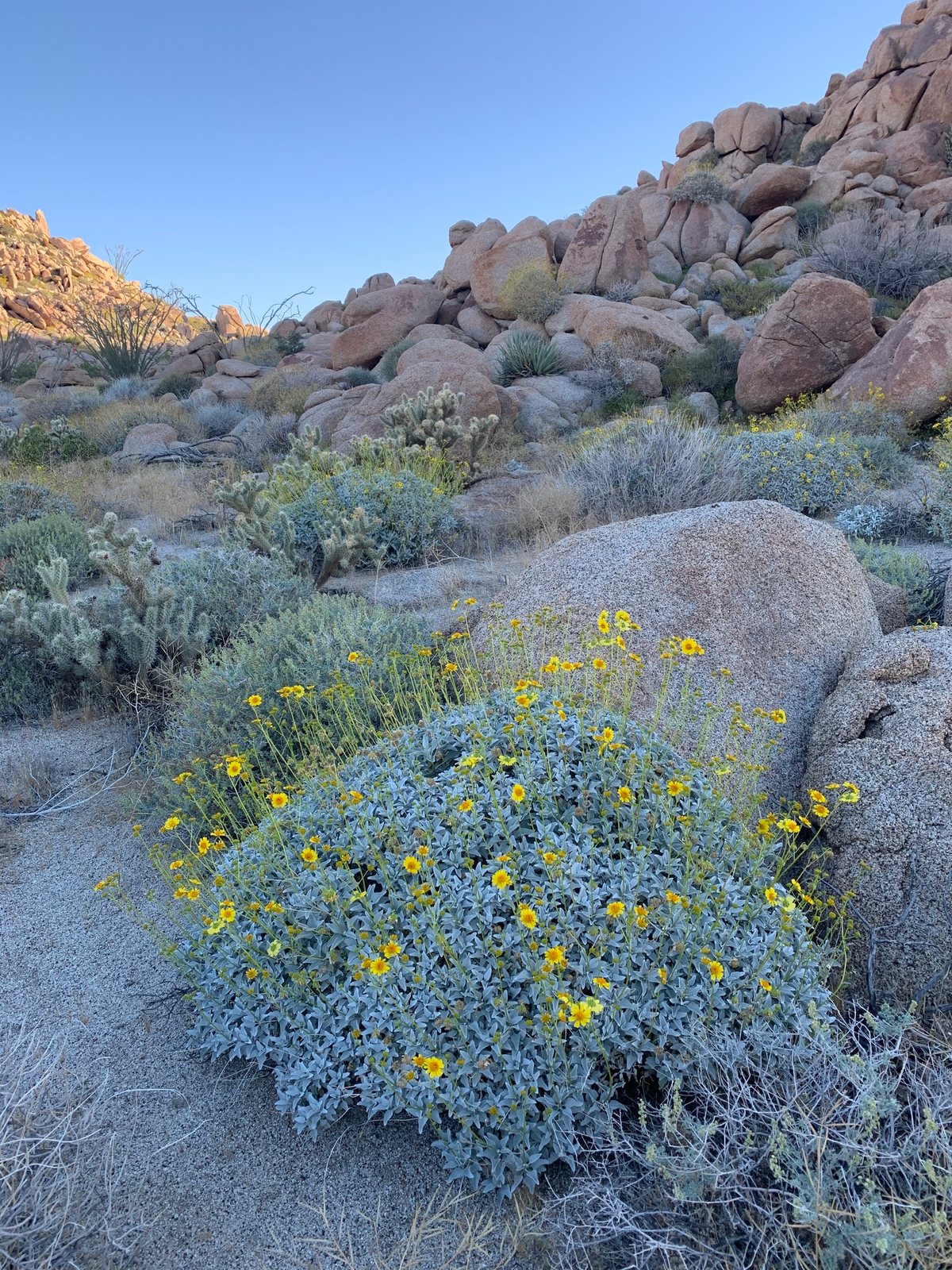 Brittlebush