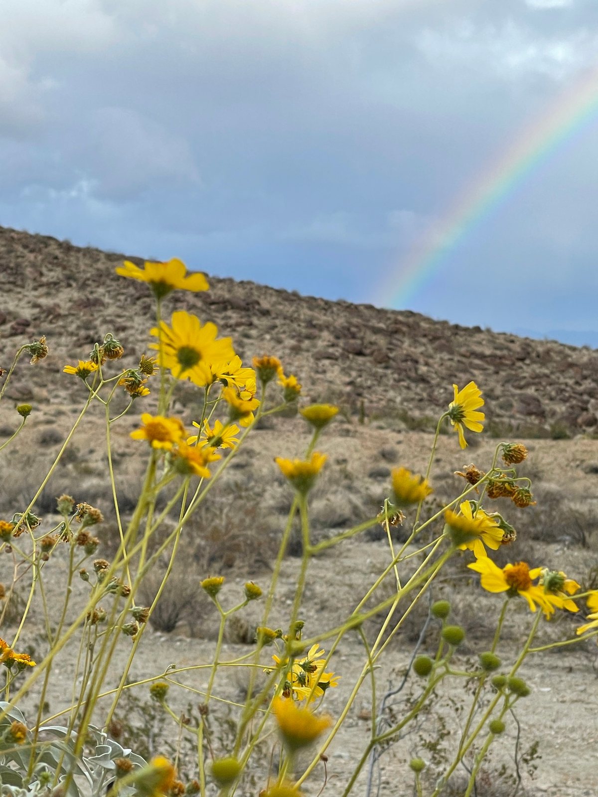 Brittlebush