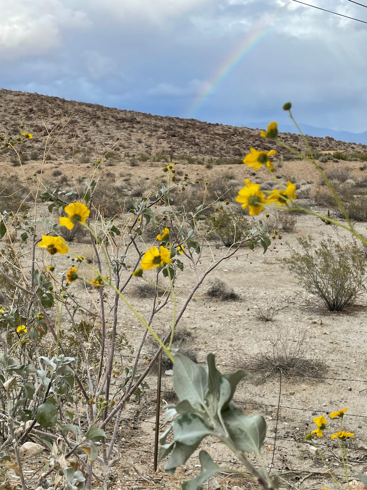 Brittlebush