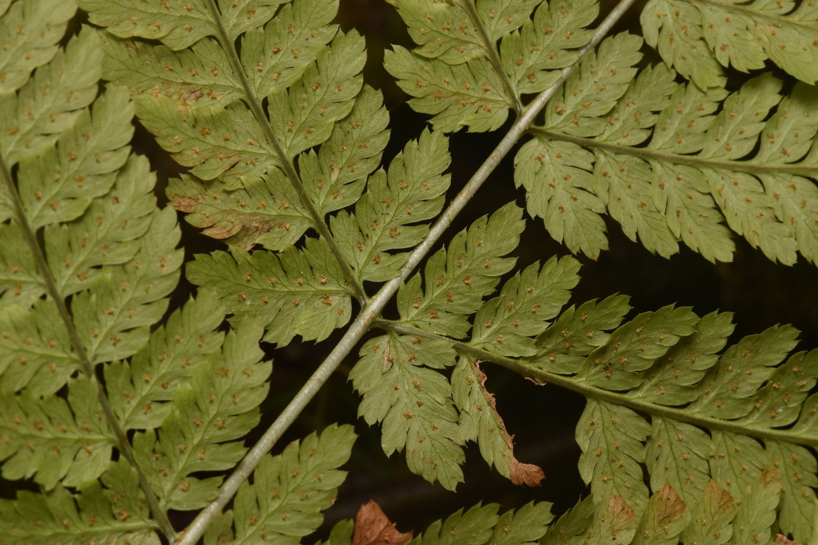 Broad buckler fern