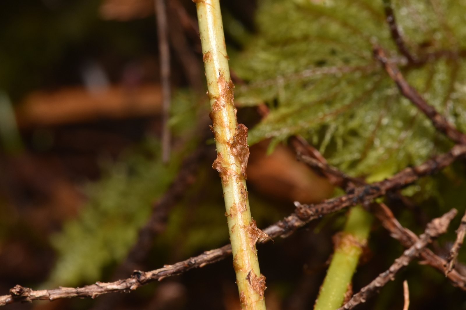 Broad buckler fern