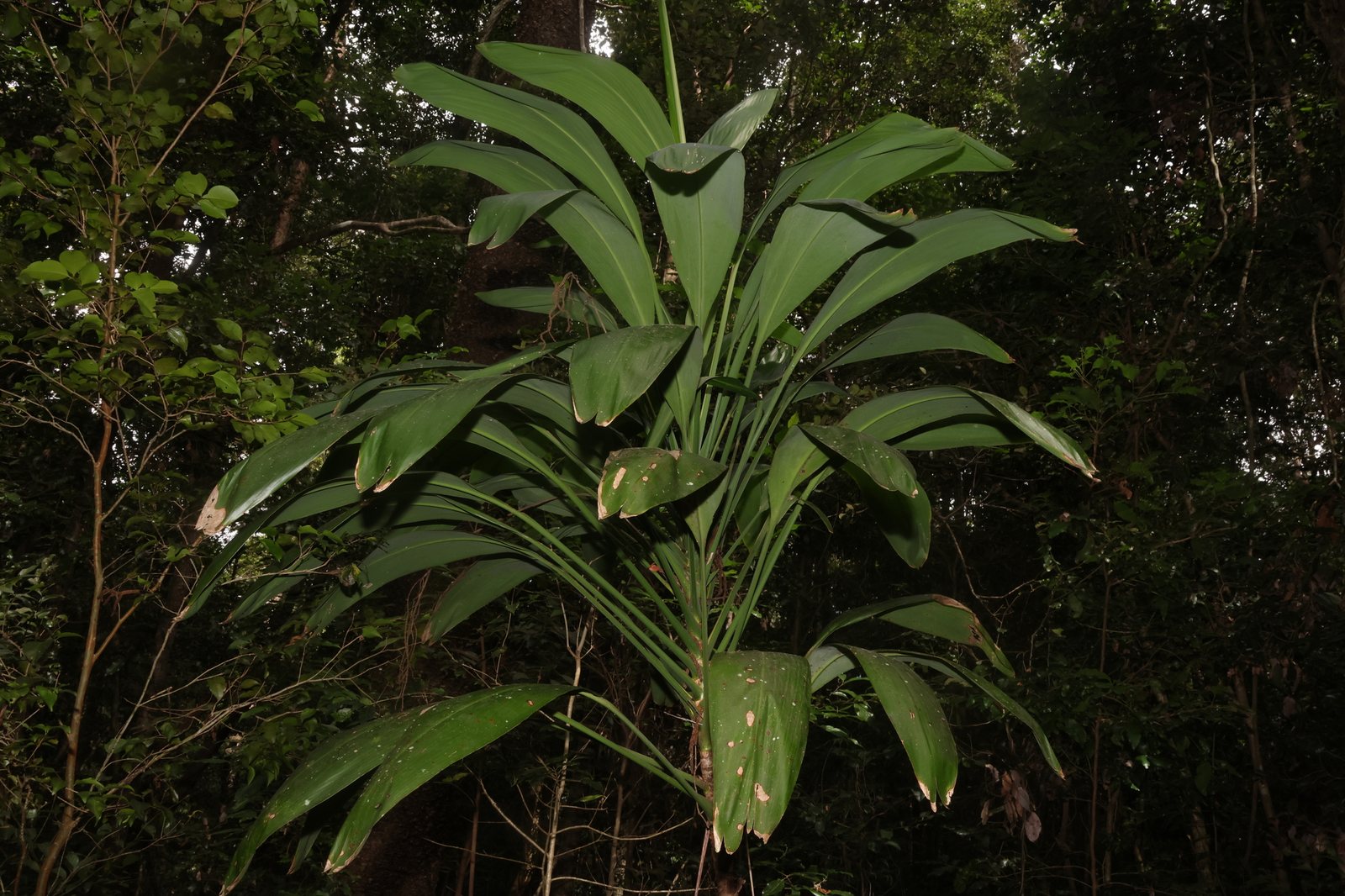 Broad-leaved palm lily