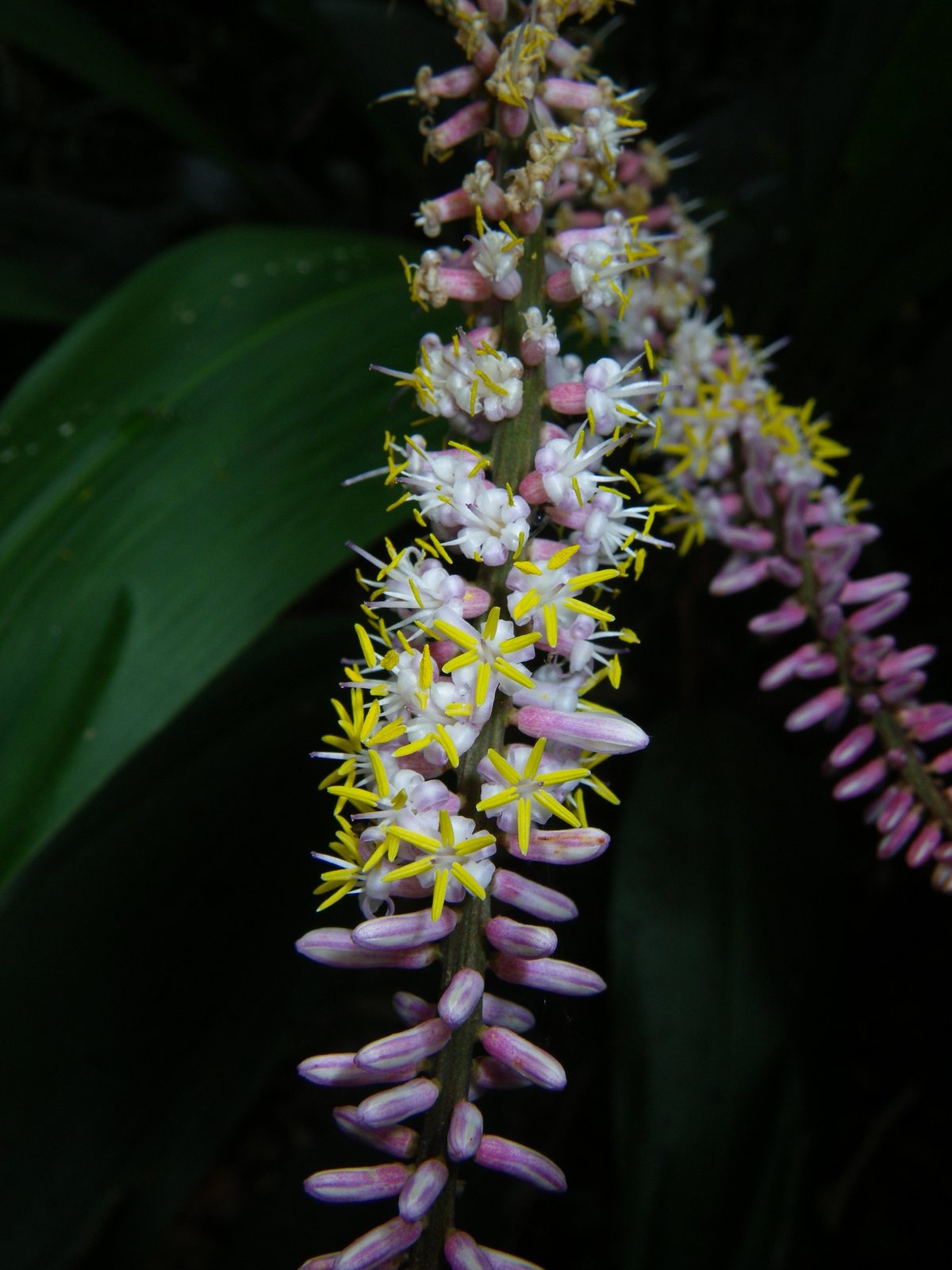 Broad-leaved palm lily