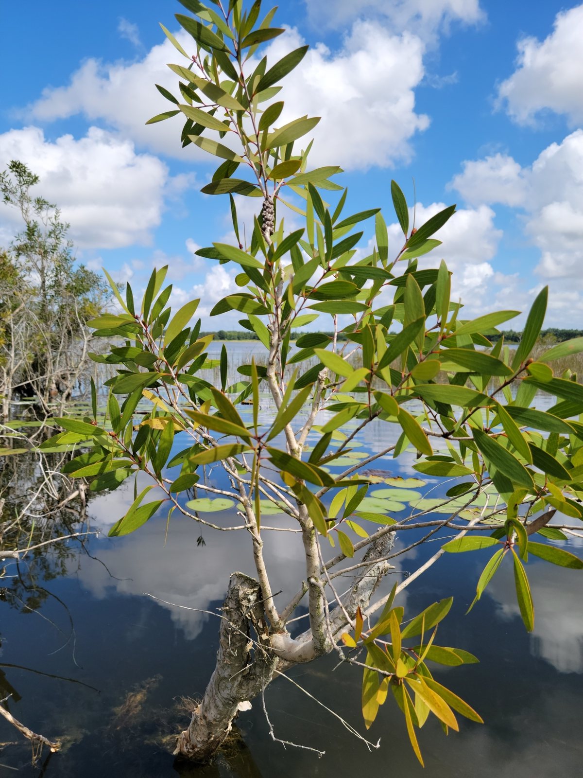 Broad-leaved paperbark