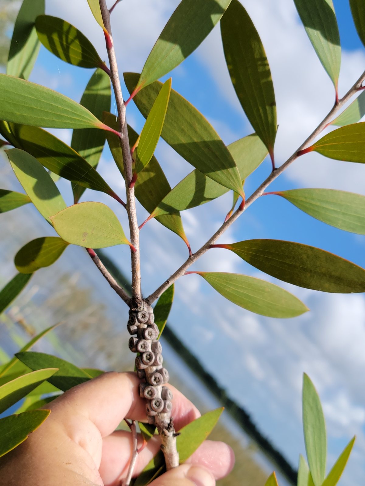Broad-leaved paperbark