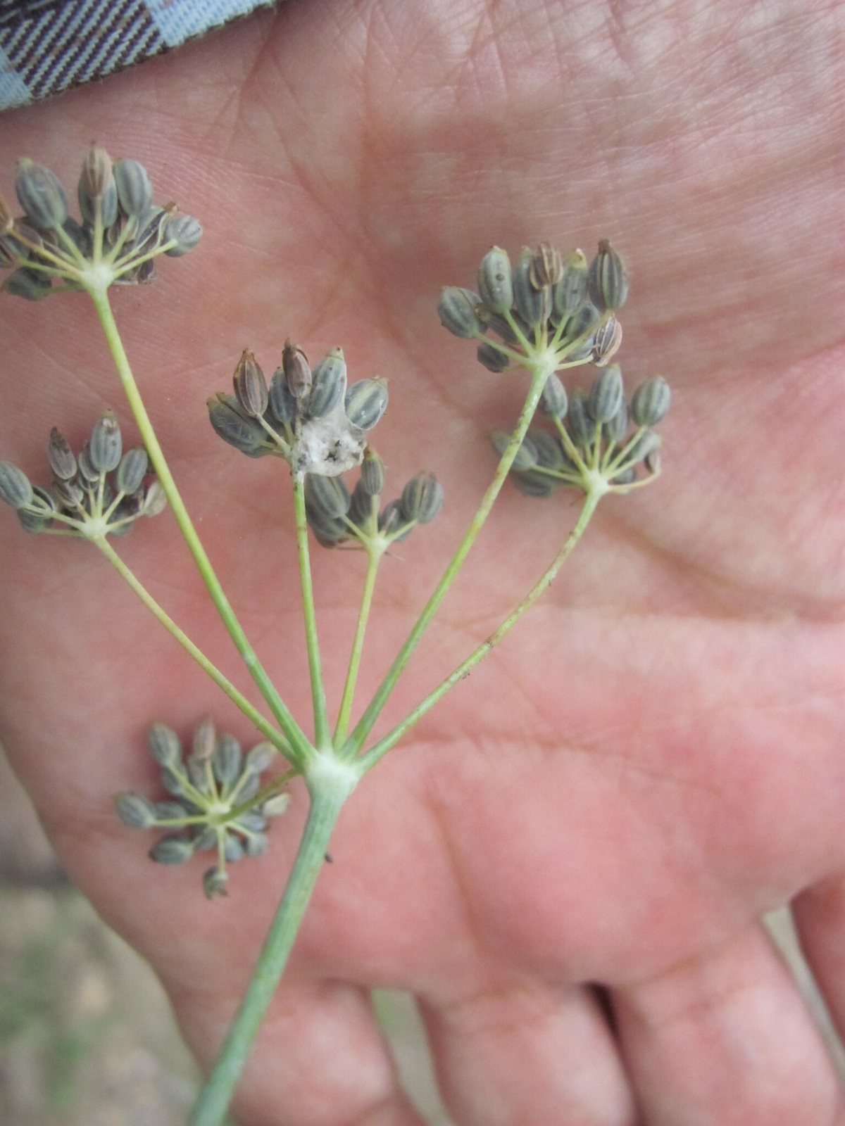 Bronze fennel