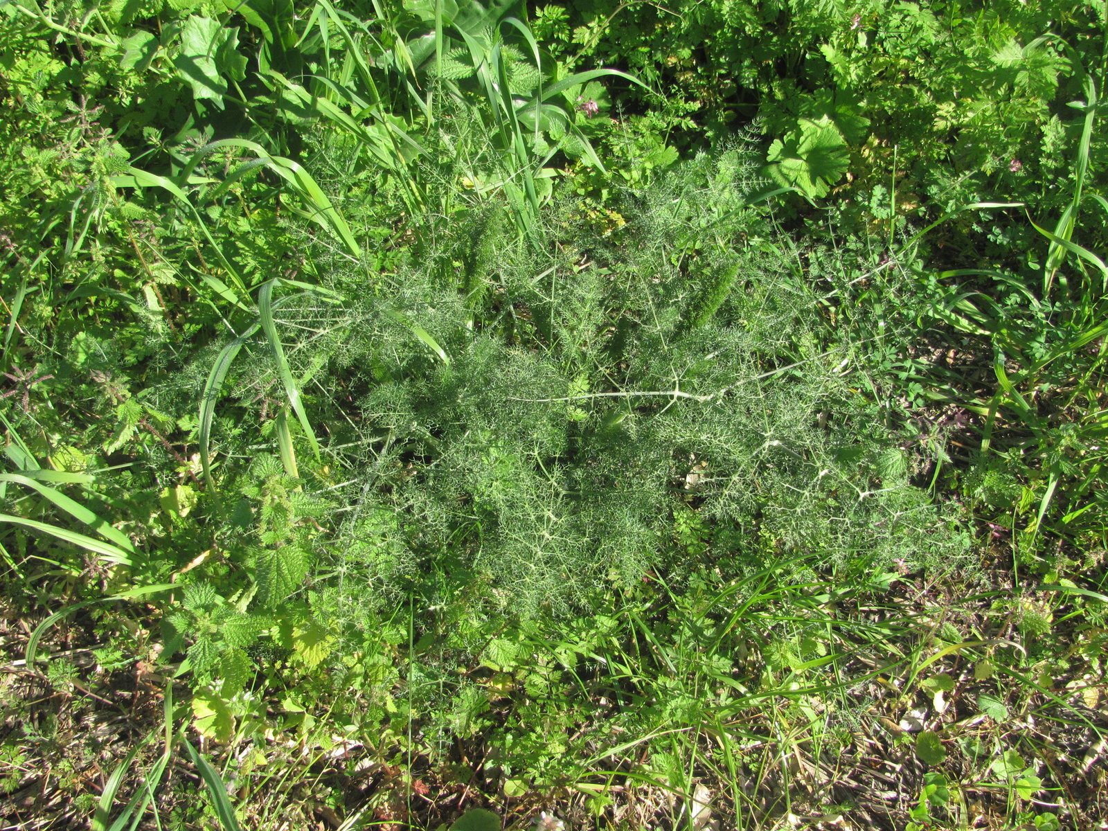 Bronze fennel