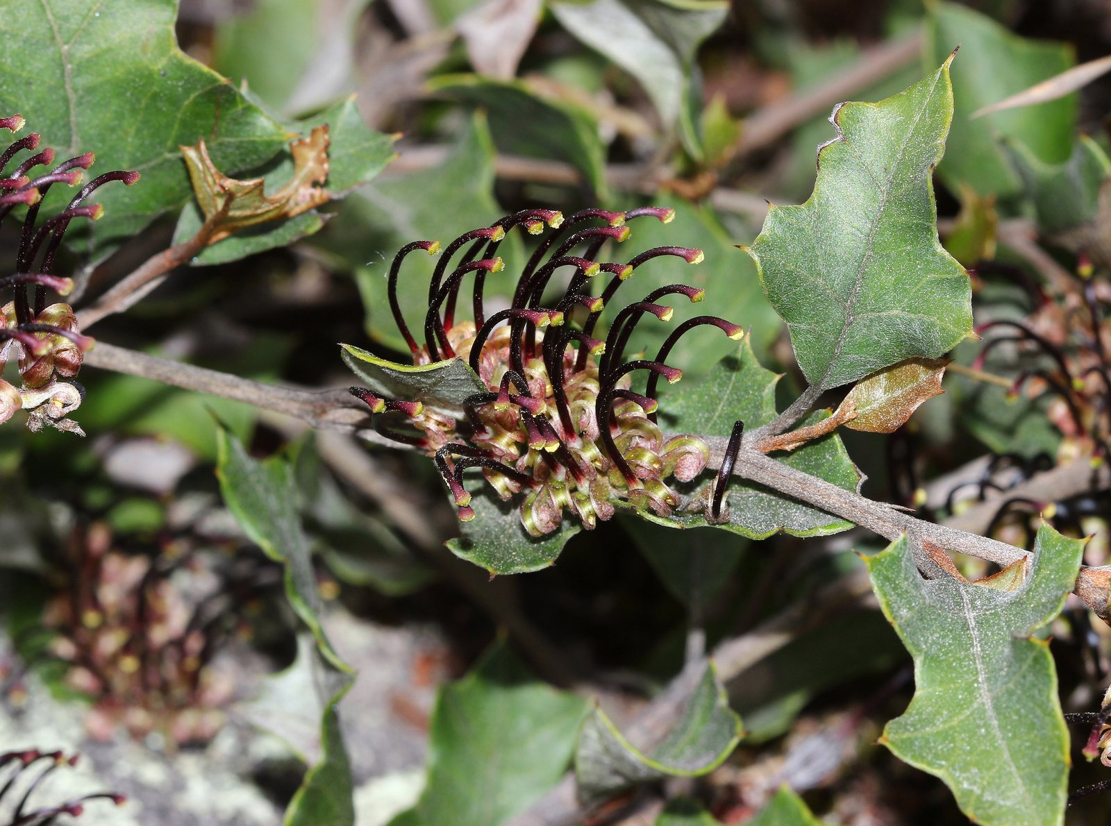 Bronze Rambler grevillea