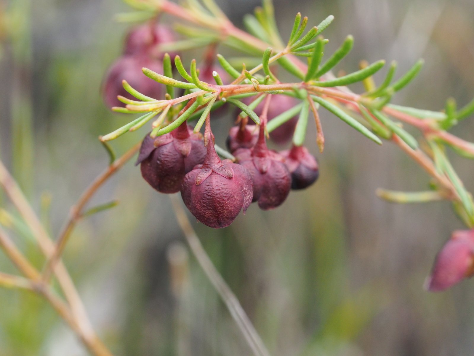 Brown boronia