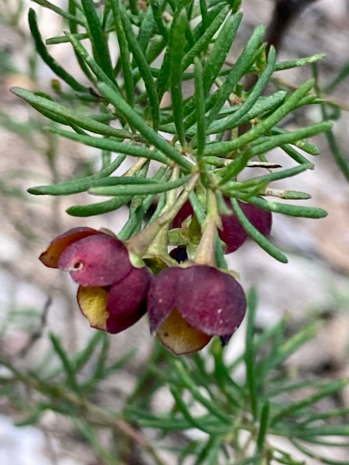 Brown boronia