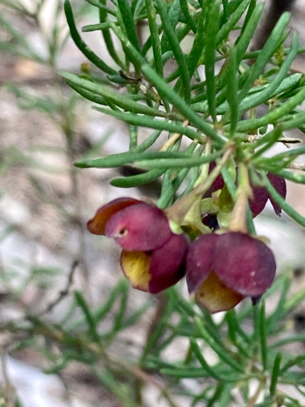 Brown boronia