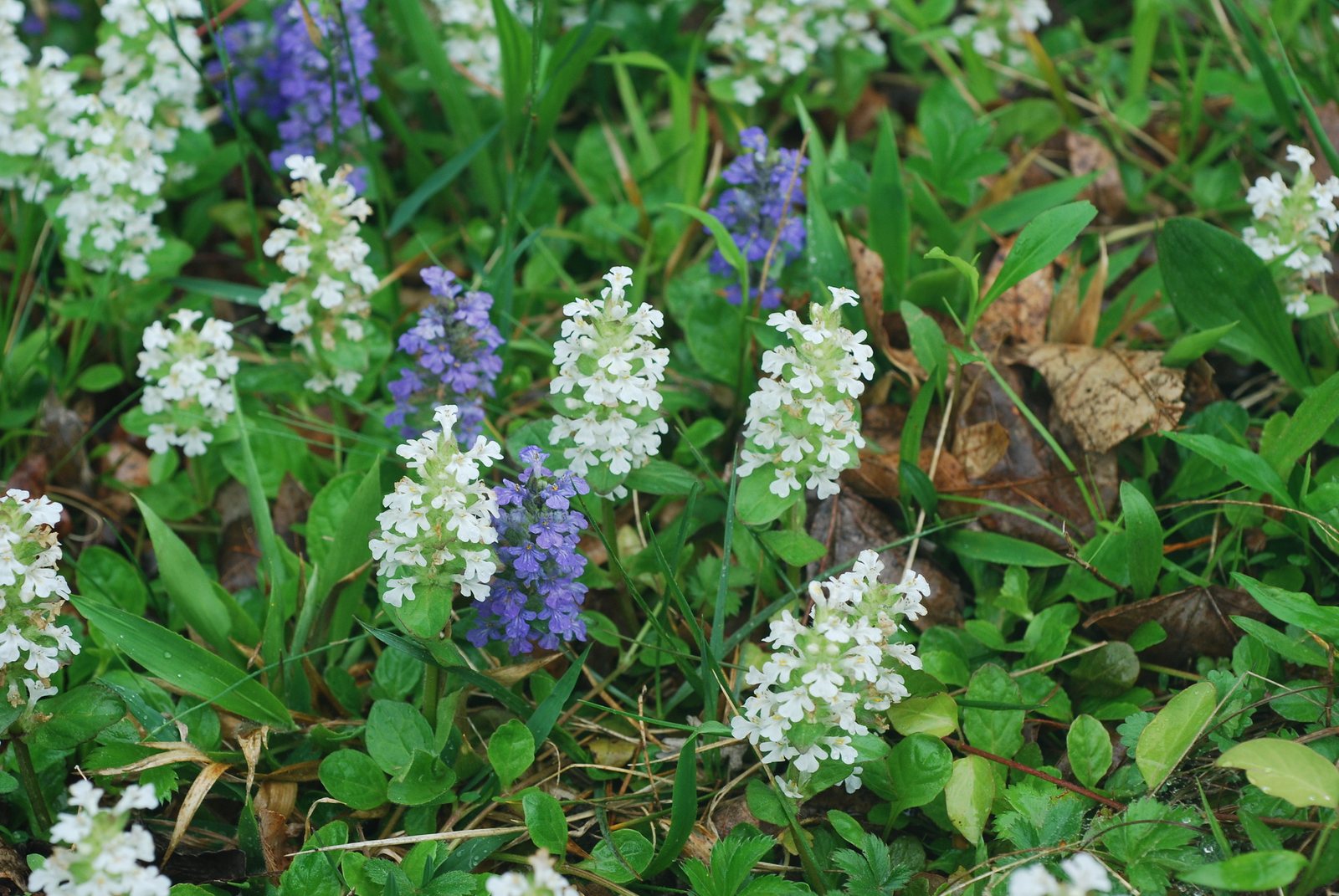 Bugleweed 'Black Scallop'