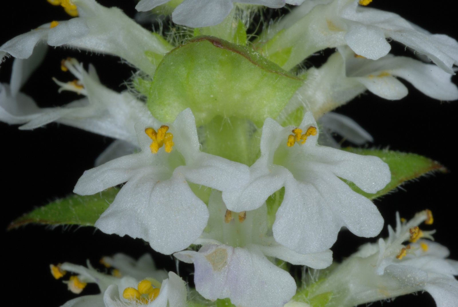 Bugleweed 'Black Scallop'
