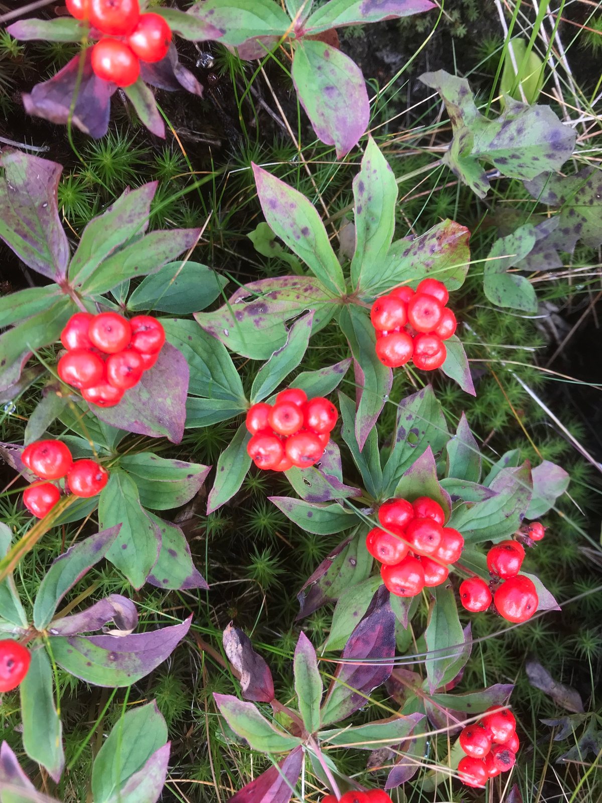 Bunchberry