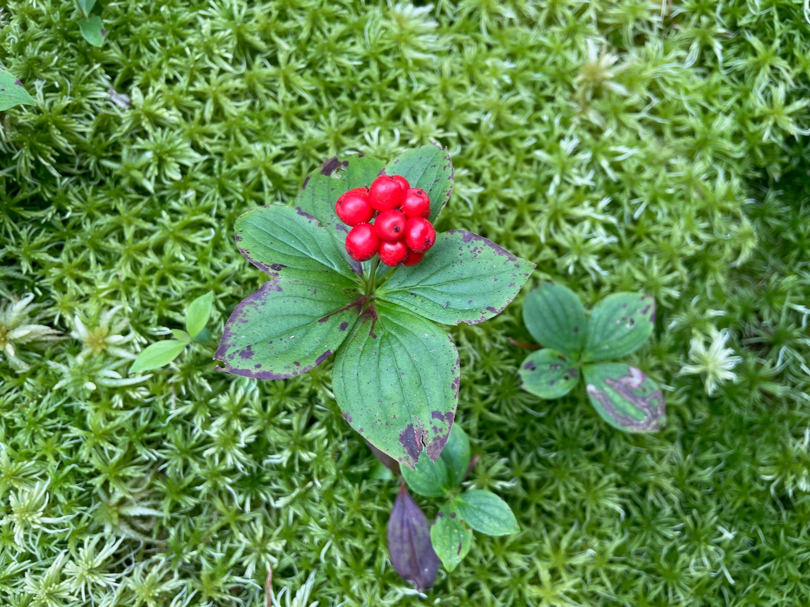 Bunchberry
