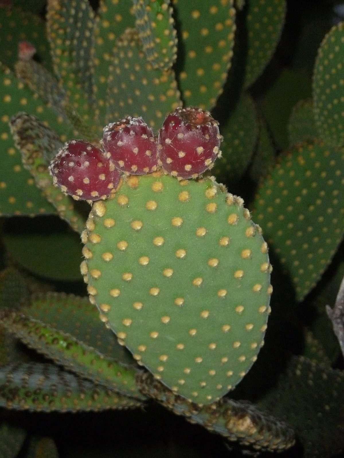 Bunny ears cactus