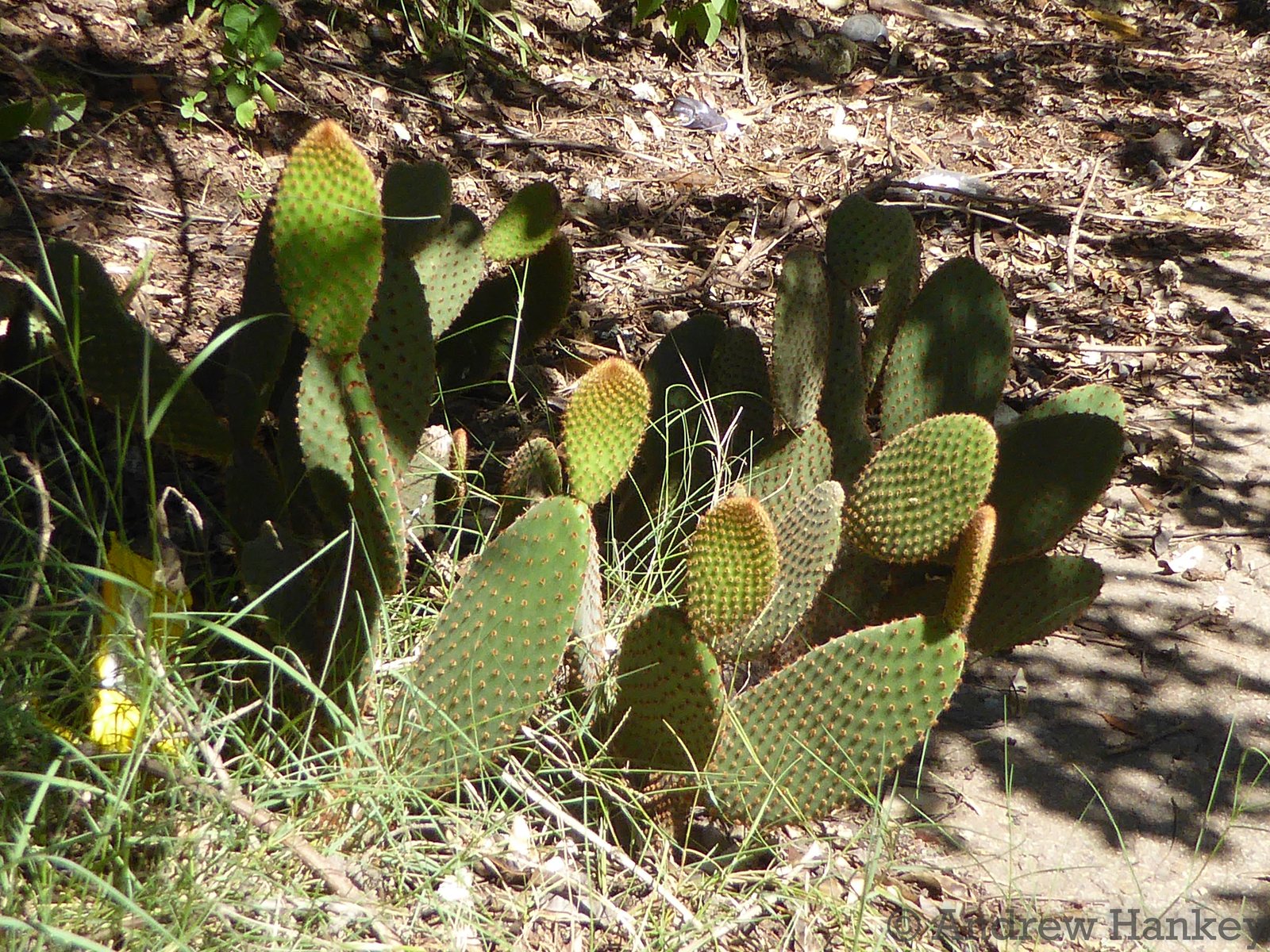 Bunny ears cactus