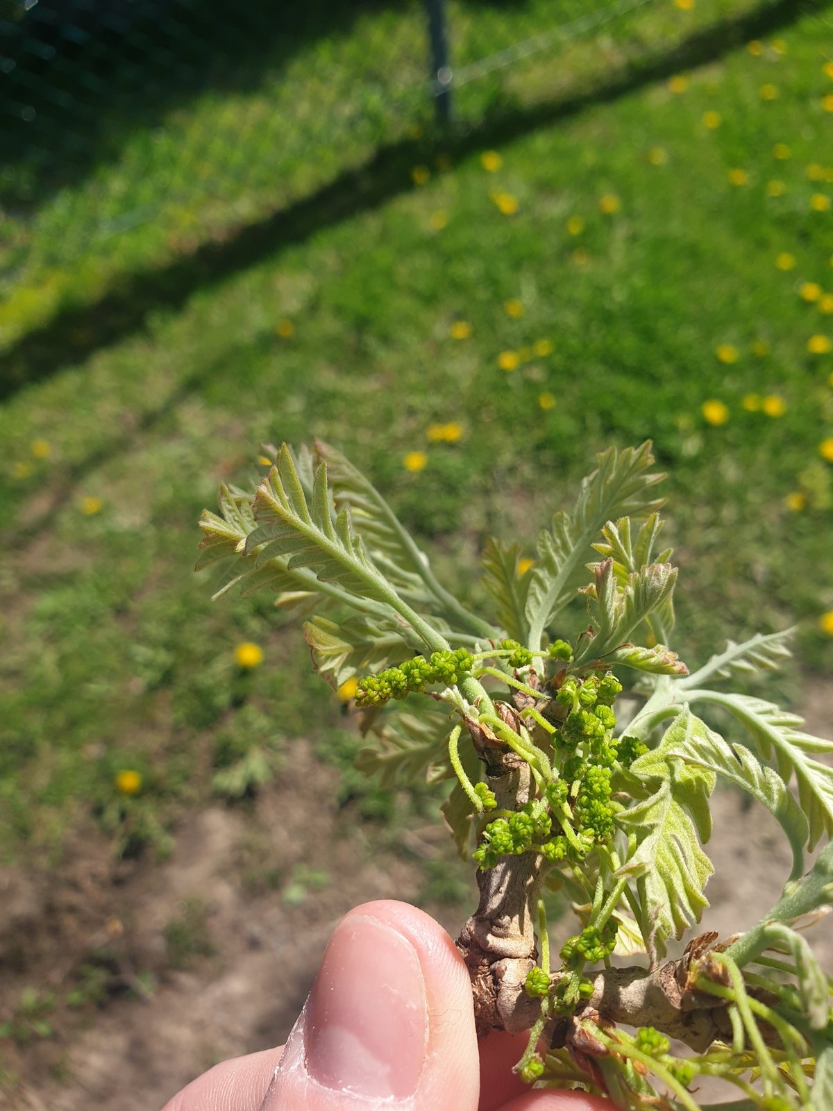Bur oak