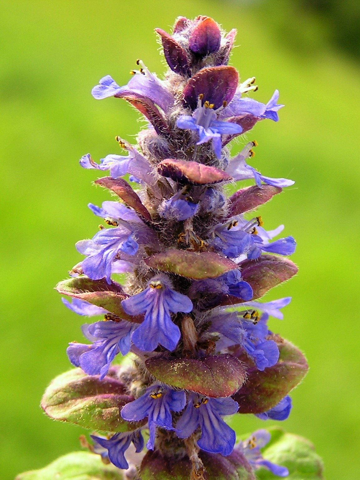 Burgundy Glow bugleweed