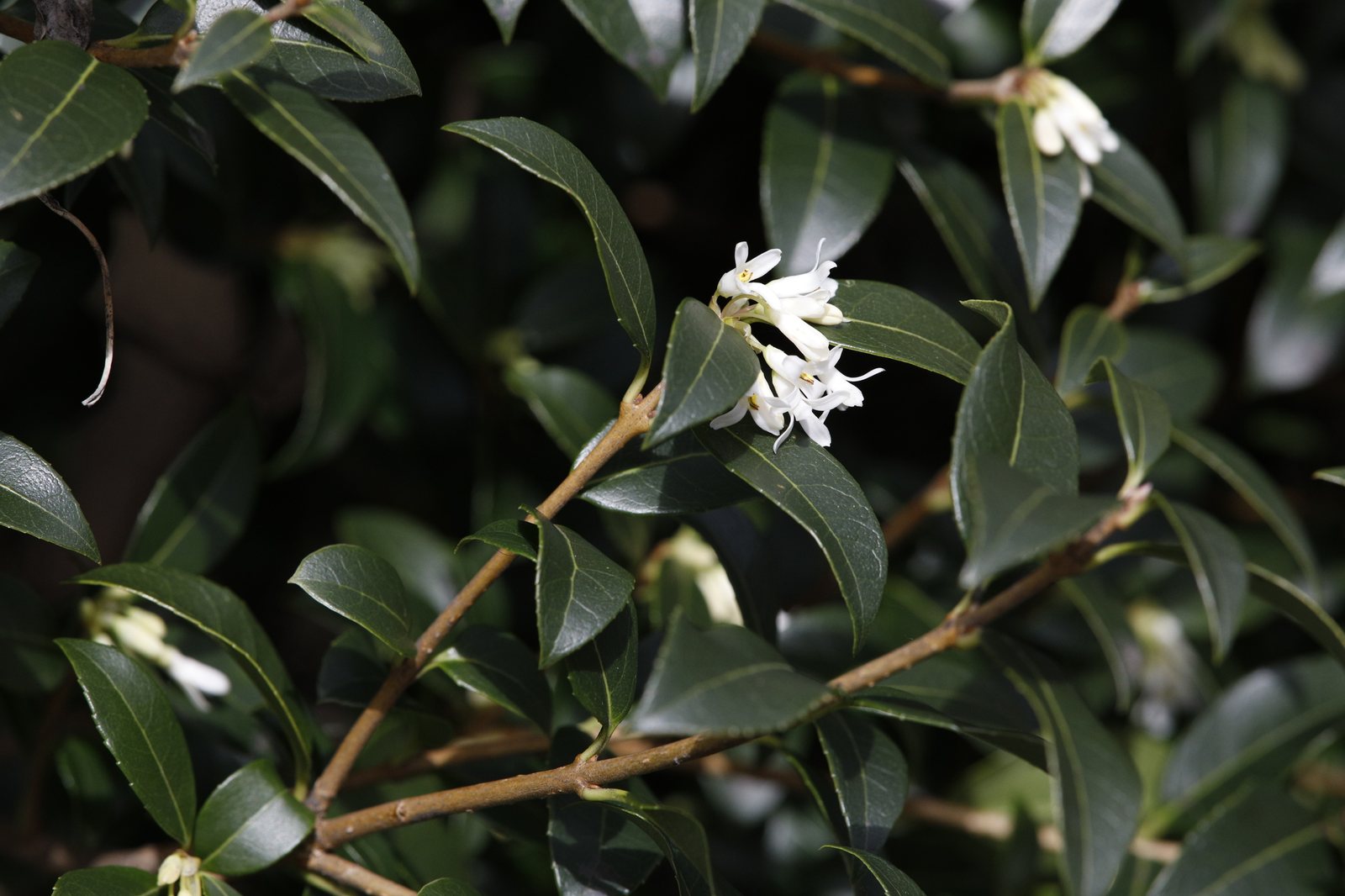 Burkwood osmanthus