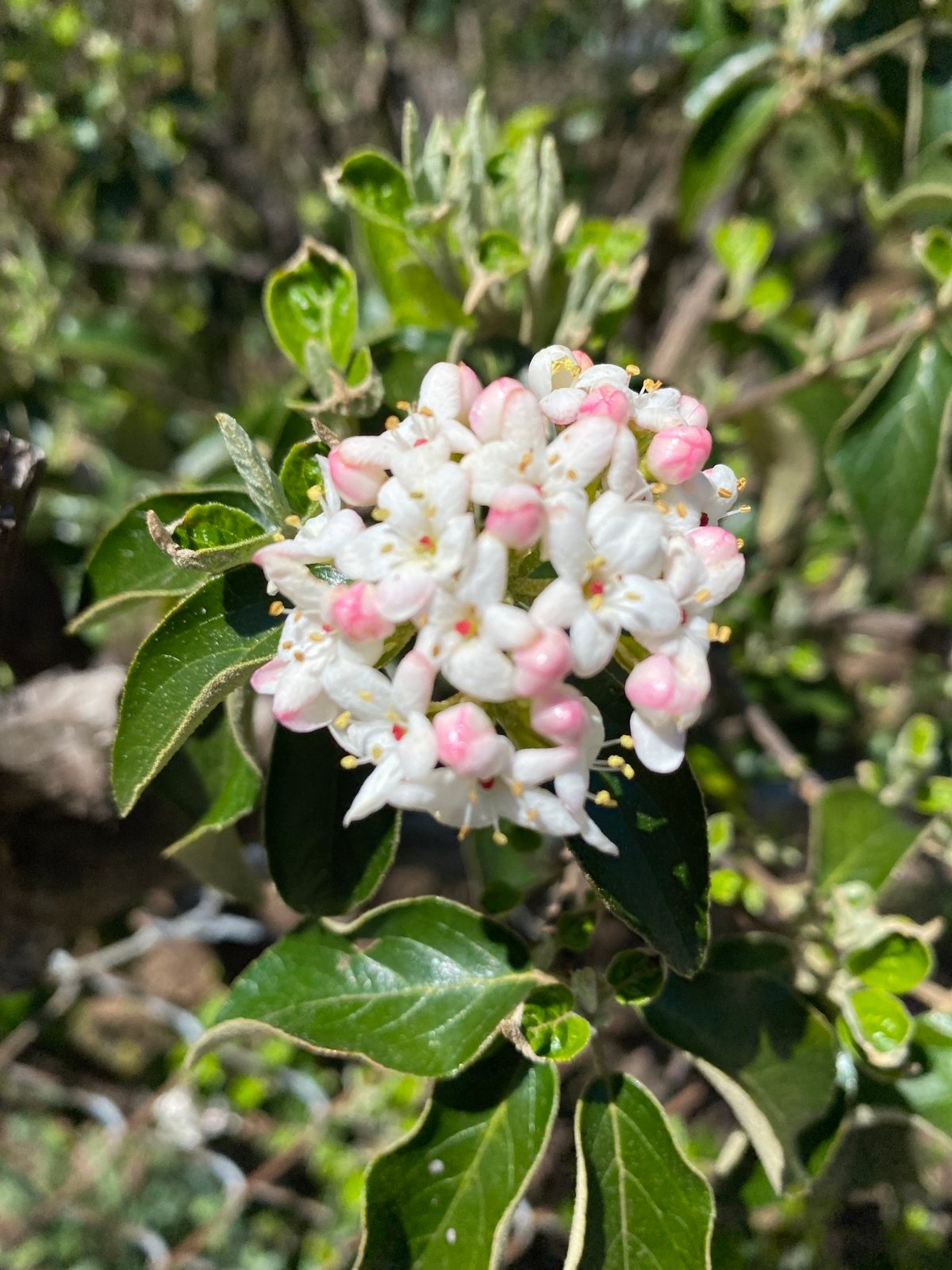 Burkwood viburnum