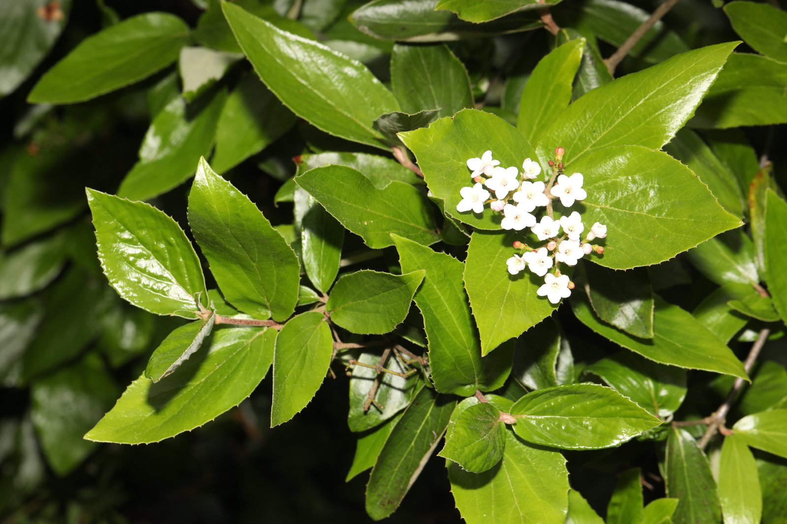 Burkwood viburnum