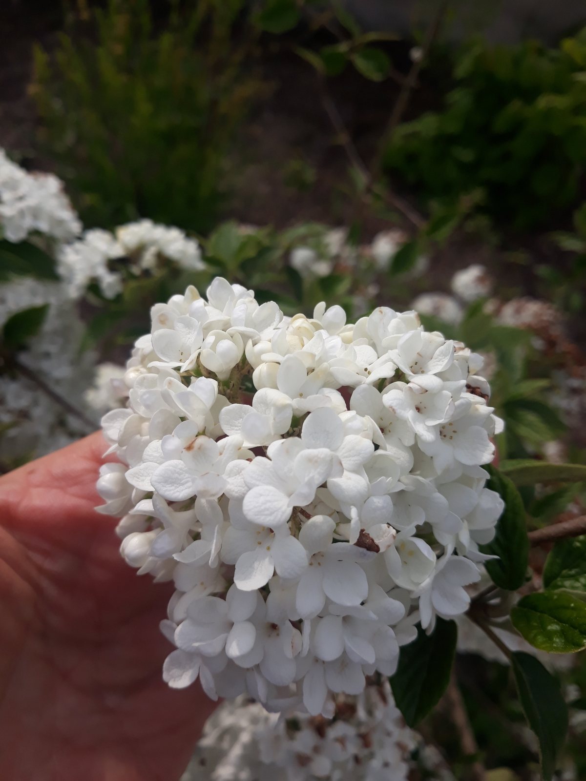 Burkwood viburnum