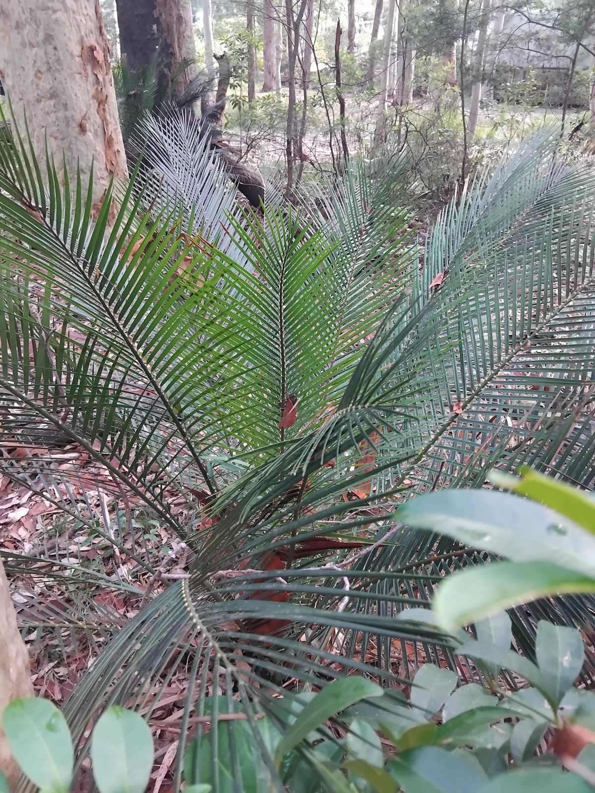 Burrawang