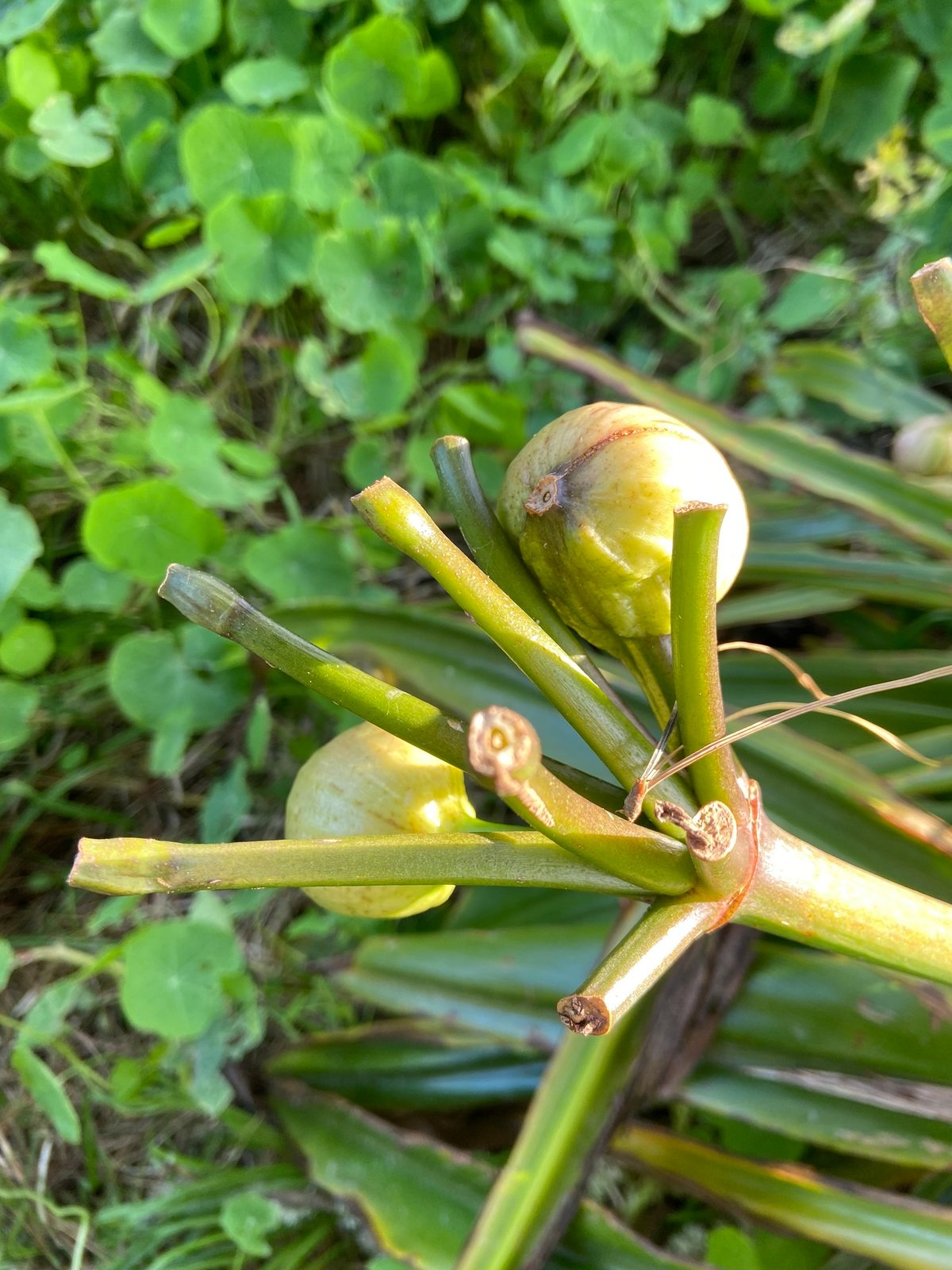 Bush lily
