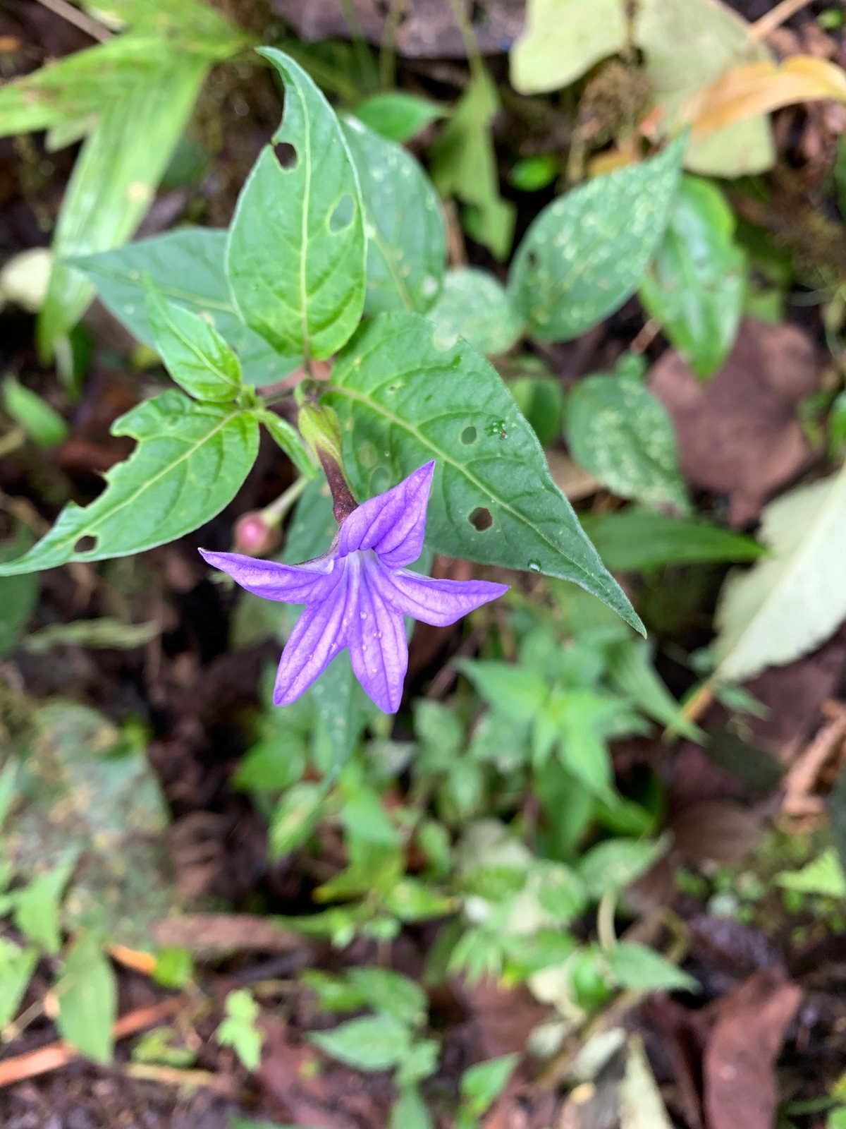 Bush violet